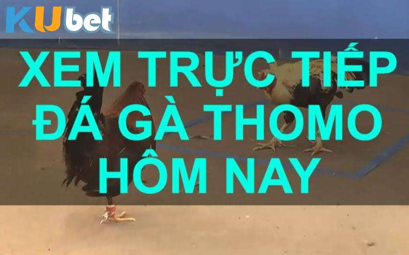 Giới thiệu về đá gà Thomo kịch tính tại kubet