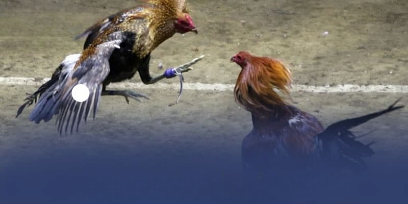 Đá Gà KUBET: Trải Nghiệm Đấu Trường Kê Thủ Đỉnh Cao 2025